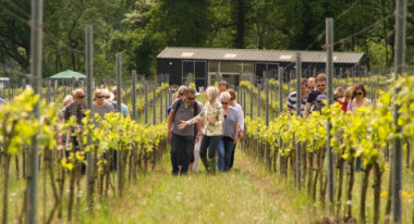 Vineyard Tour & Tasting