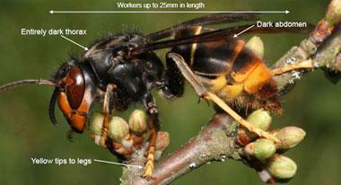 A threat to our honey bees!