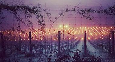 Formidable frost sweeps through Albury