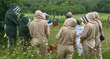 An update from the apiary: Honey-bees in Winter
