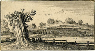 Vines in 17th century Albury!