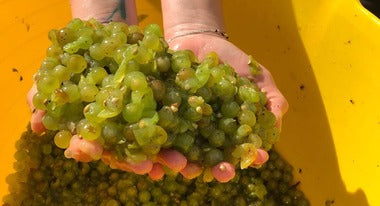 Harvest 2018 - Crushing The Grapes By Hand