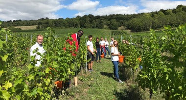 What happens to the 'green harvest' grapes?