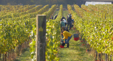 Harvest 2026