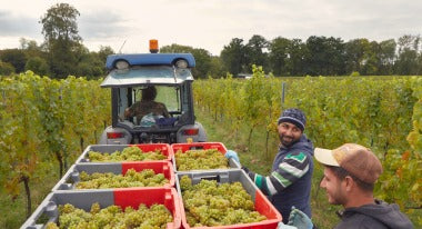 The 2018 Harvest - A Bumper Crop!