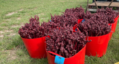 Planting the new vineyard