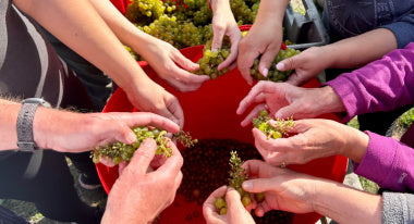 Exceptional 2023 harvest sees volunteers crushing grapes by hand