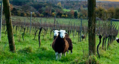 Meet our new workers!