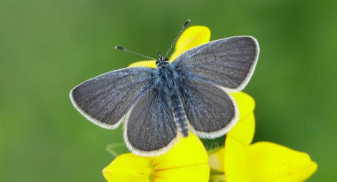 Saving the Small Blue butterfly