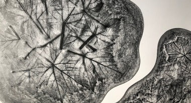 Guest Blog - Albury Vineyard Inspired Artworks