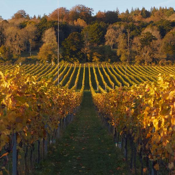 albury vineyard in autumn