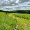 Wildlife Walk open for Heritage Open Days