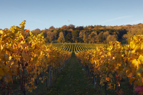 Plan your Visit