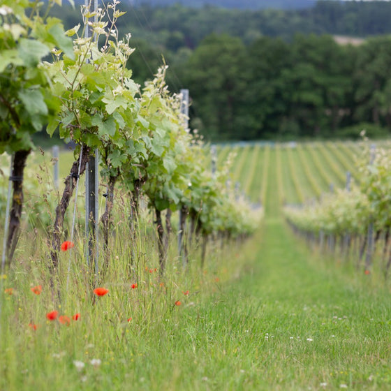 Biodynamic Wine & Vineyard Experience