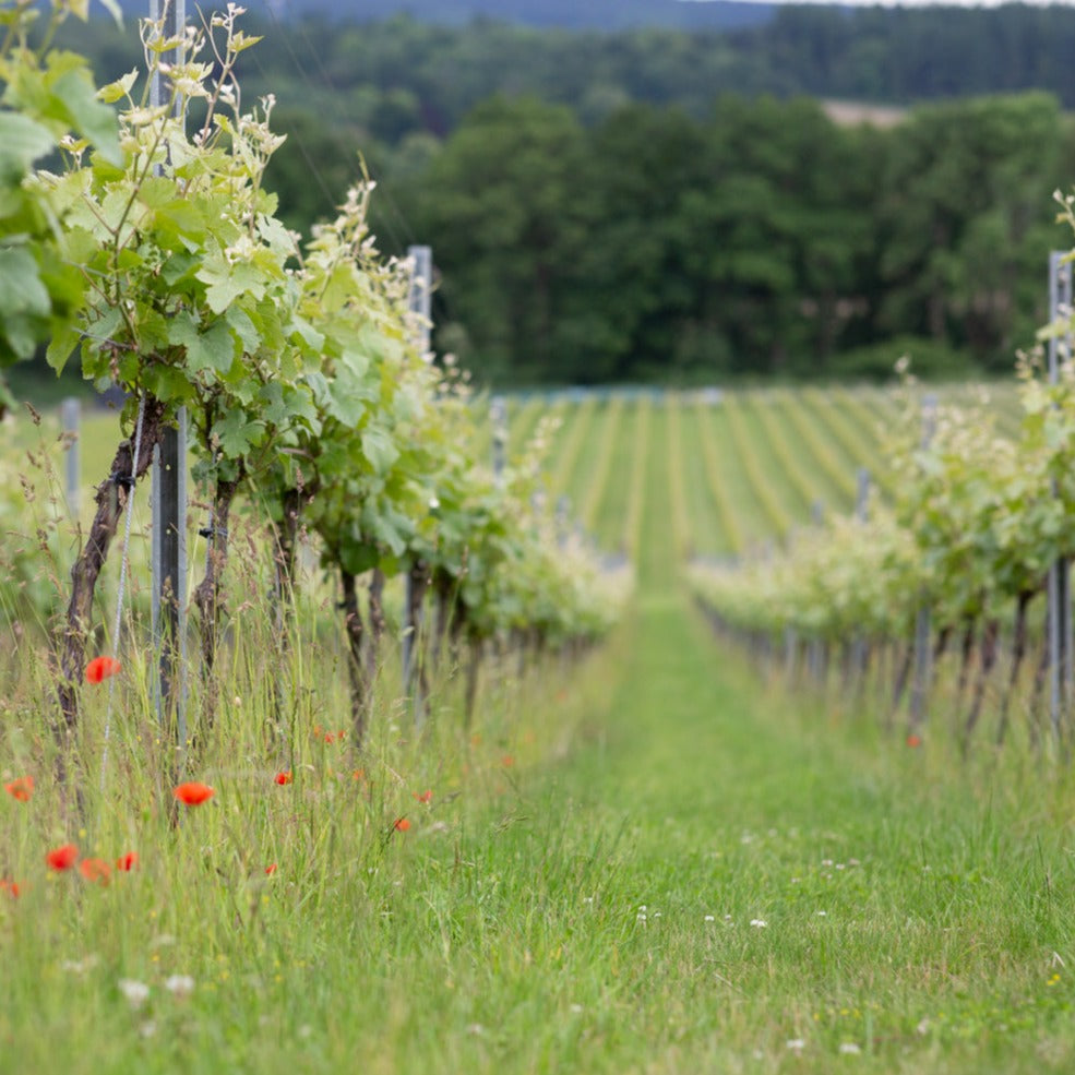 English Wine & Cheese Tasting