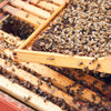 Bee-Keeping Demonstration