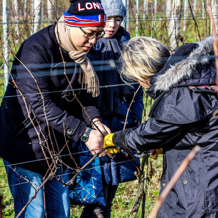 Meet the Vineyard Manager - Winter Pruning