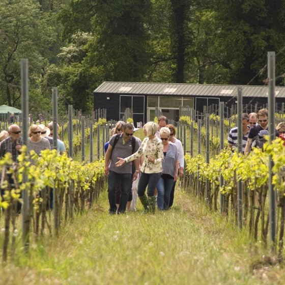 Vineyard Tour & Tasting